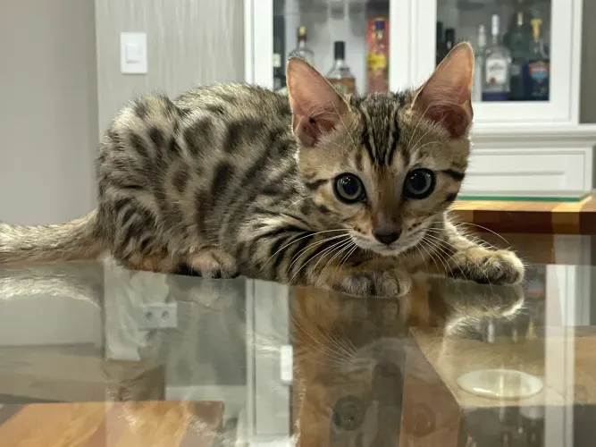 Filhote de gato da raça bengal