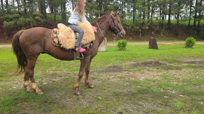 CAVALO CRIOULO - ÚLTIMO TALAGAÇO DA BARRA MANSA