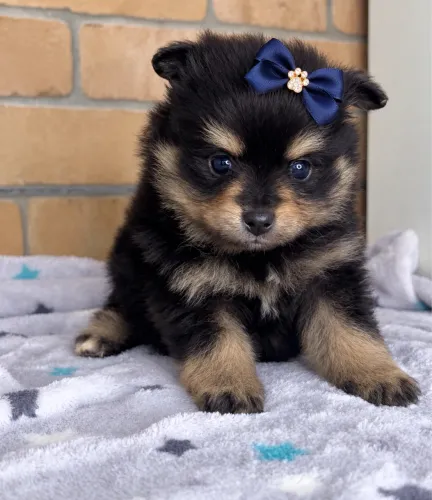 Spitz alemão fêmea black e tan