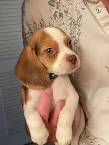 Beagle Um coração quentinho esperando por você