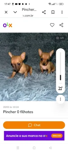 pincher 0 filhotes 