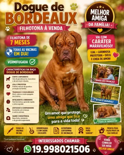 Filhote De Dogue De Bordeaux 