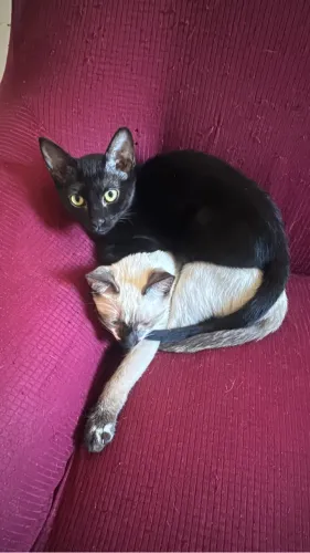 Gata preta 3 meses