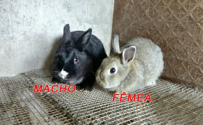 Casal de filhotes de Netherland Dwarf com 3 meses