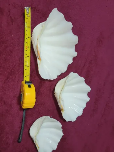 3 conchas sendo a maior com 19 cm 