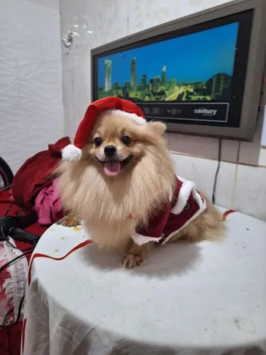Filhote de lulu Pomerânia anão 