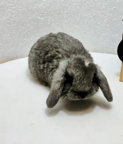 Mini Lop Novos filhotes disponíveis/ Mini Coelhos