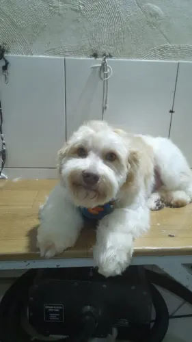 Doa-se Cachorro