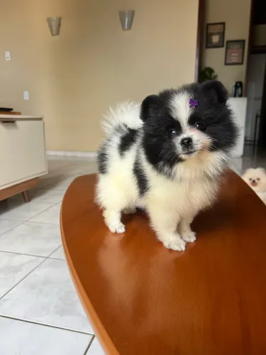 Spitz alemão fêmea anao