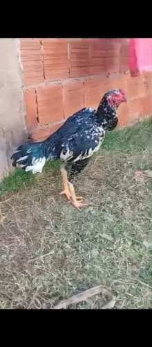 Galo Índio