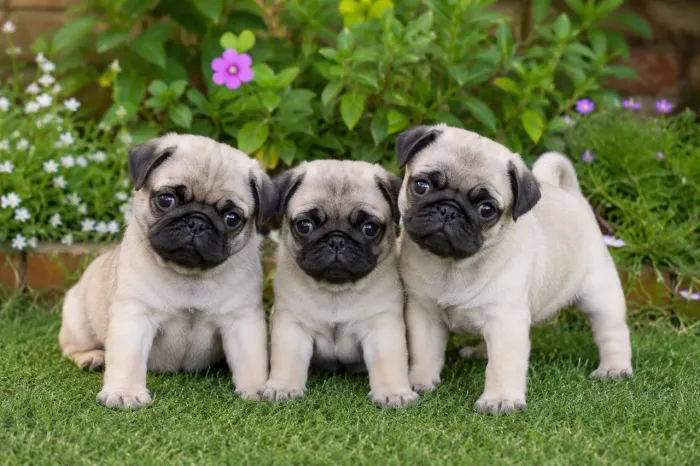 Pug (fêmea)