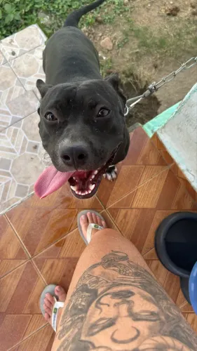 Pitbull Fêmea dócil pra adoção responsável