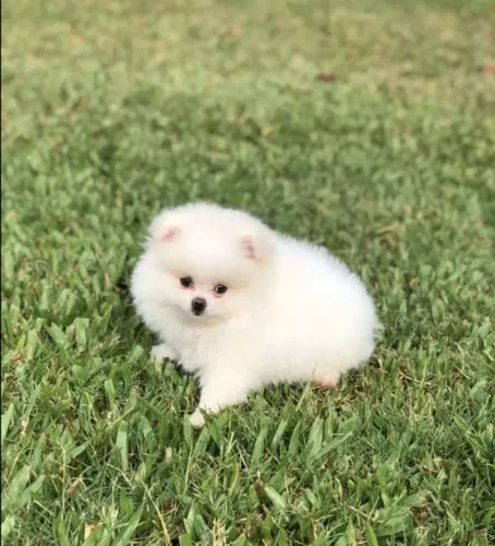 Filhote de spitz alemão promoção 