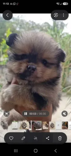 Spitz Alemão Merle