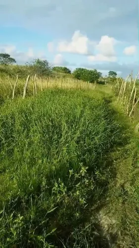 Sítio com 7 hectares em moreno 3km da BR 232