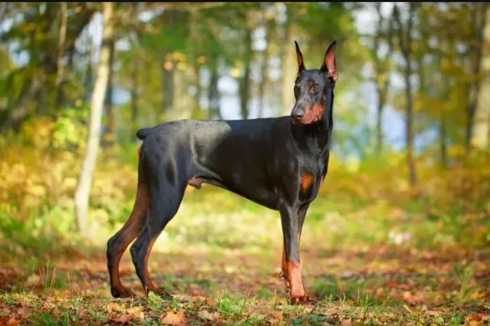 Alguém com doberman pra cobertura