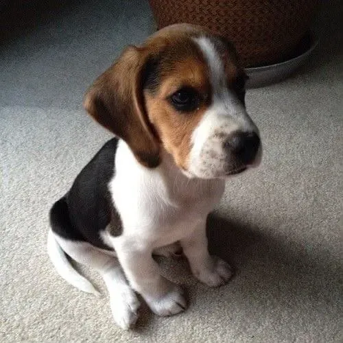 Beagle lindo e brincalhao
