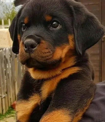 Rottweiler Afeto Que Não se Mede