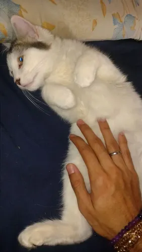 Filhotes de gato para adoção 