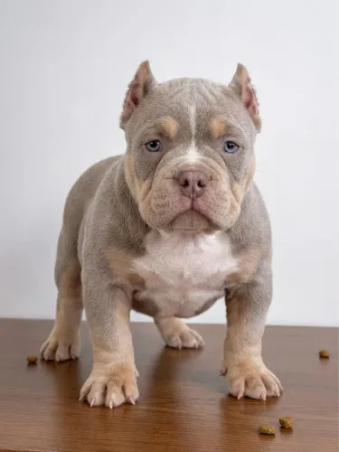 American Bully