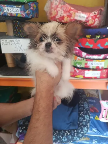 Shih Tzu com Spitz alemão fêmea 500 em 5 vezes no cartão 