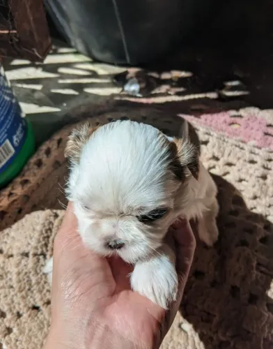 Shihtzu fêmeas disponível 