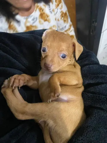 Pinscher 0 alerquim