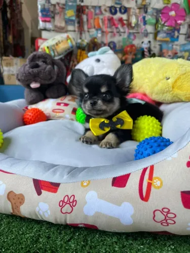 Chihuahuainha mini machinho de pelo longo. 