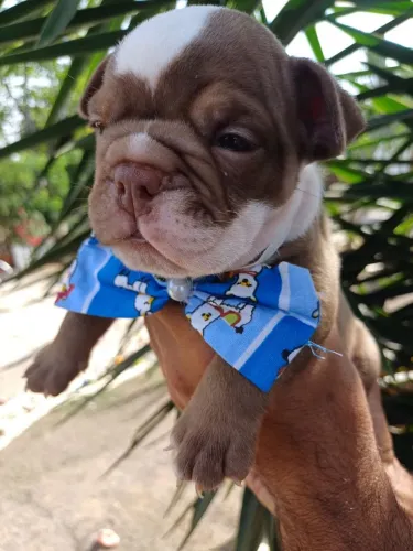 Bulldog Frances - Leve hoje seu pet