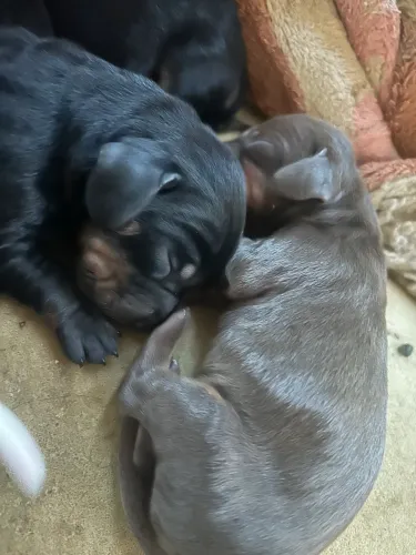 Filhote de salsicha dachshund