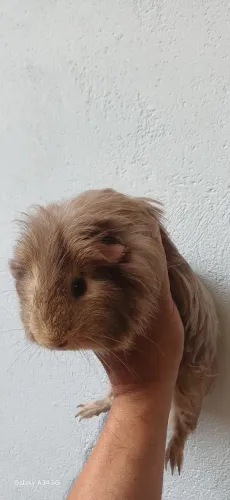 Porquinho da Índia Macho Sheltie 
