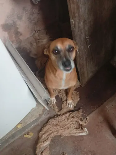 Doação de cachorro 
