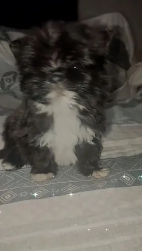 Filhote Macho de Shirarian Anão