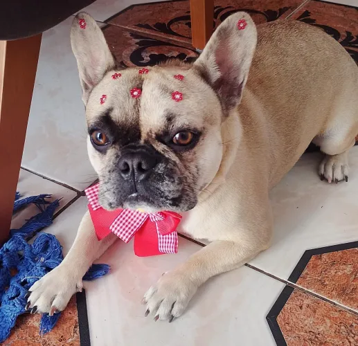 Bulldog francês femea