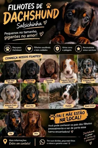 Filhotes daschund disponíveis