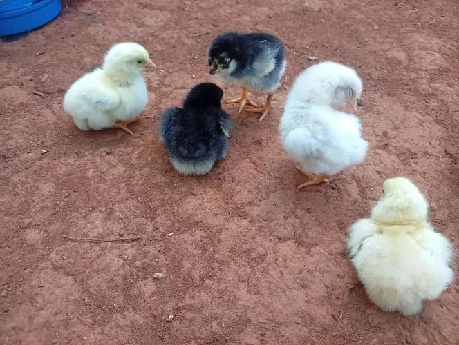 Vende-se pintinhos caipira PURO