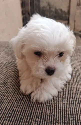 Maltês micro machos