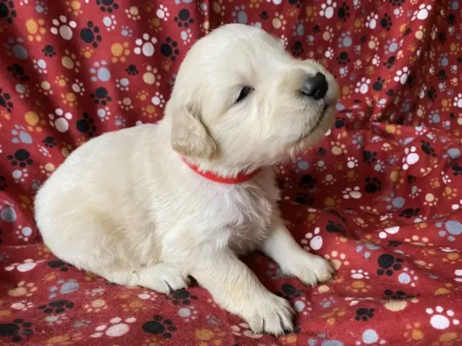 Filhotes de Golden Retriever | Alegria que faz bem.
