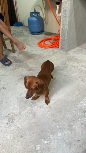 Procuro uma namorada 