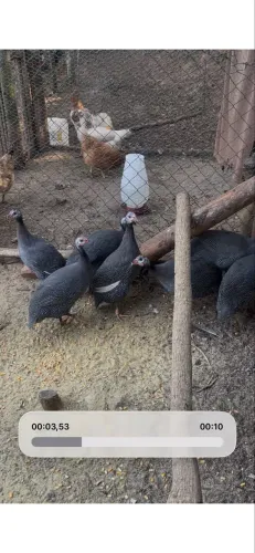 Vendo Galinha de Angola