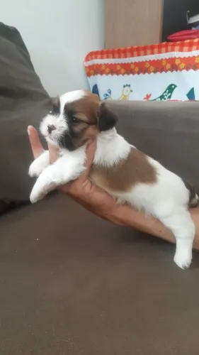 Lhasa Apso Macho Filhote