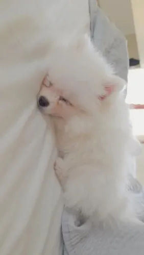 Spitz Alemão lindo