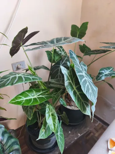 Folhagem, Muda de Planta Alocasia Longiloba, cara-de-cavalo, asa-de-anjo, ornamentais
