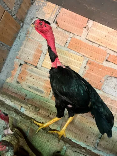 Galinha Índia polaca bico curto?