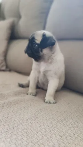 Pug