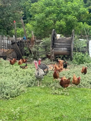 Galinha e Peru