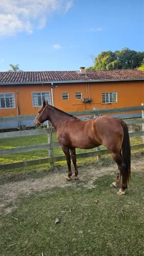 Égua MM