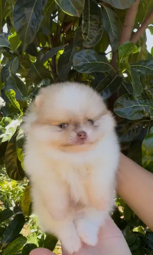 Spitz alemão filhotes