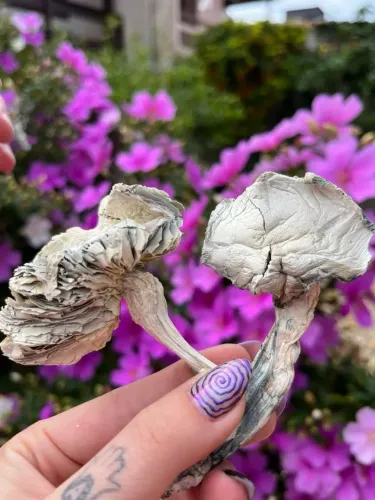 Psilocybe Cubensis