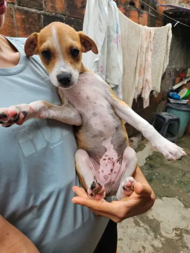 cachorro 3 meses, porte médio a grande